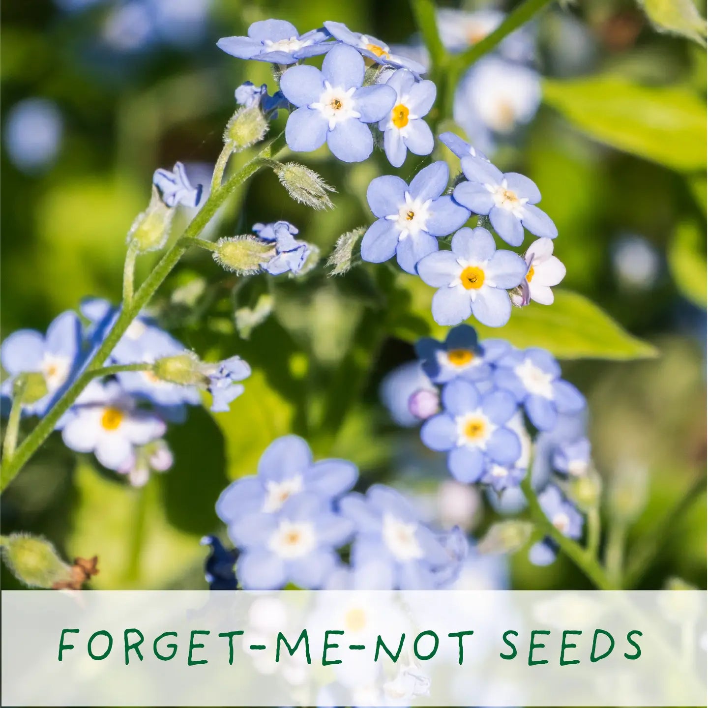 Eco Grow Your Own Plant Kit - Seeds of Love - Knottinger